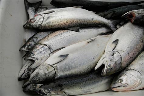Opinion: California’s salmon season shutdown was avoidable